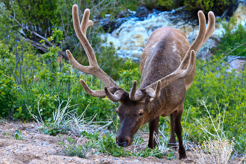 Elk