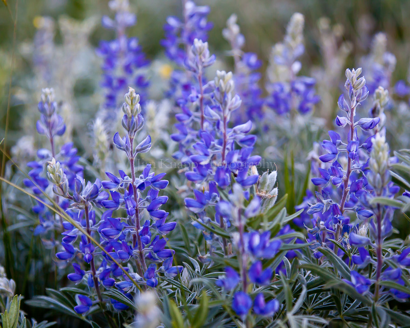 Mountain Lupines