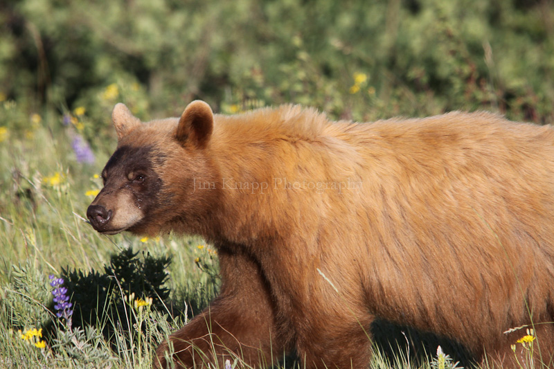 Brown Bear