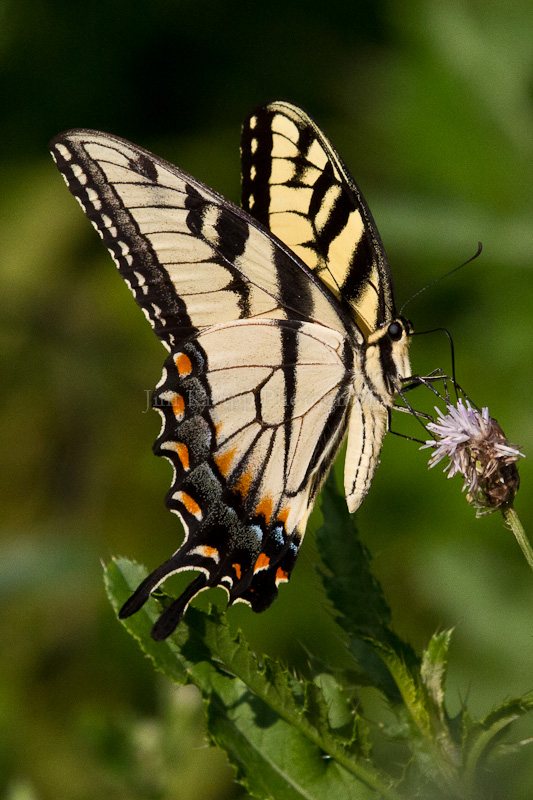 Tiger Swallowtail