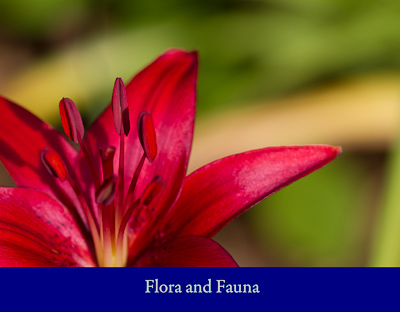 Flora and Fauna