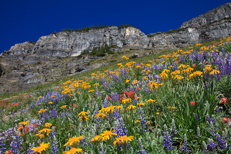 Wildflowers