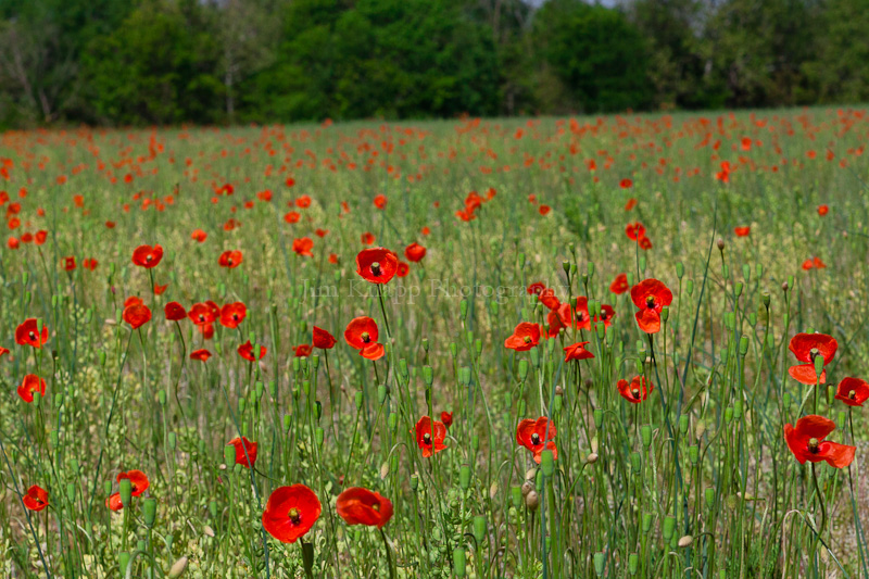 More Poppies