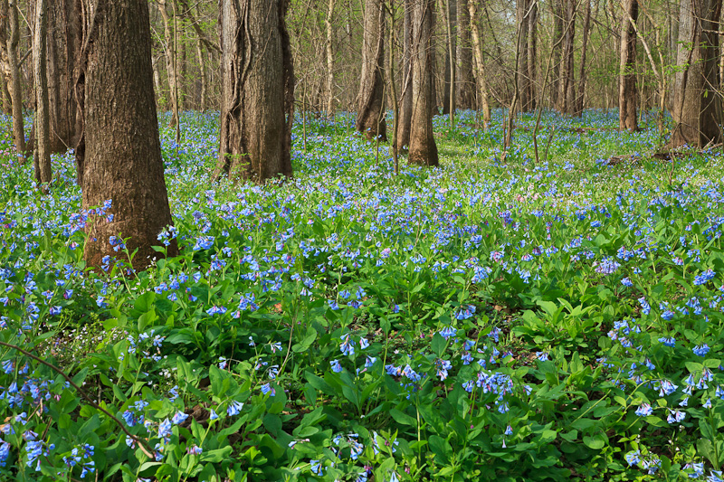 An Unending Carpet of Bluebells